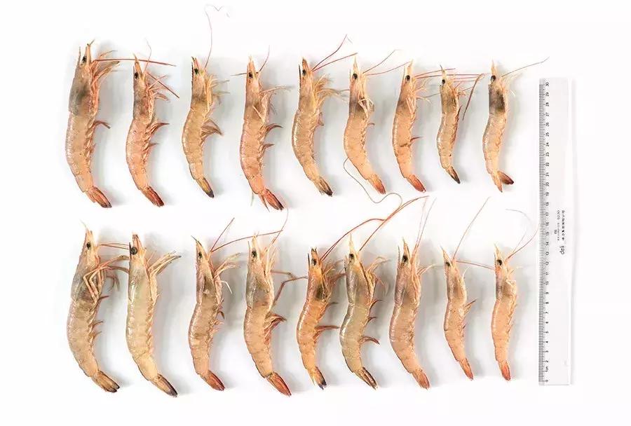 缃戜笂涔扮殑绮惧搧鐚倝,缃戜笂娣樺埌鐨勫ソ涓滆タ