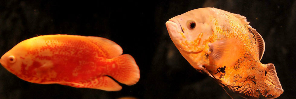 武汉东湖海洋世界项目,海昌极地海洋和东湖海洋