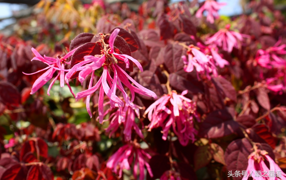宁波植物园樱花最佳拍摄,花花世界桃博园