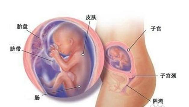 宝宝周岁九张图,胎儿发育过程图三个月胎儿