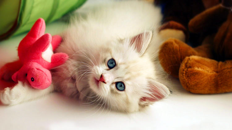 养猫家里不能有哪些东西 (家里养猫的应该知道哪些小技巧)