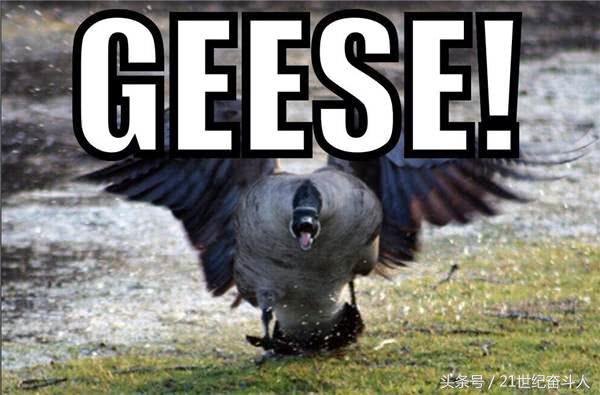 什么鹅的战斗力最强,鹅的战斗力是什么梗