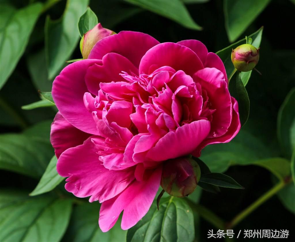 描写牡丹花的诗句开头,关于牡丹诗句和好词好句