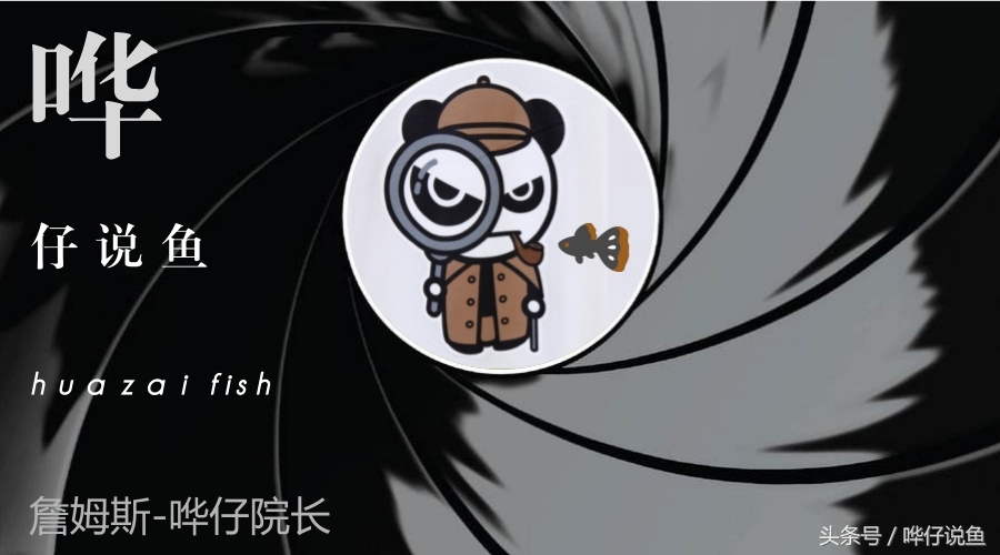 在家里怎样养好鱼缸里的金鱼,新手怎么养好观赏金鱼