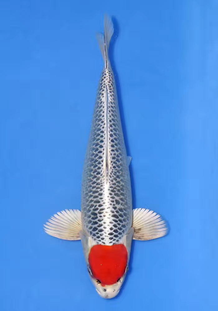 锦鲤有点炸鳞是怎么回事,锦鲤炸鳞怎么治用什么药