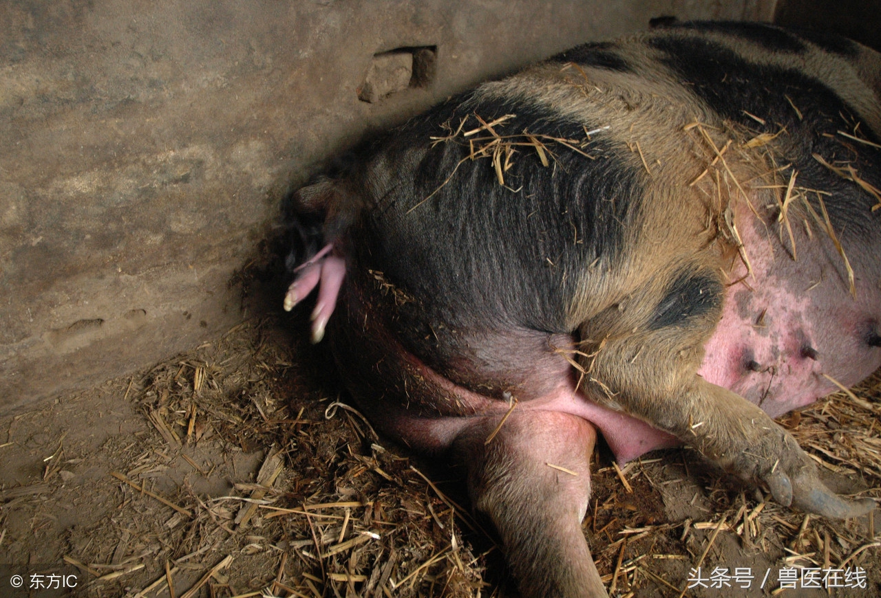 母猪难产掏猪技巧,母猪难产掏猪方法