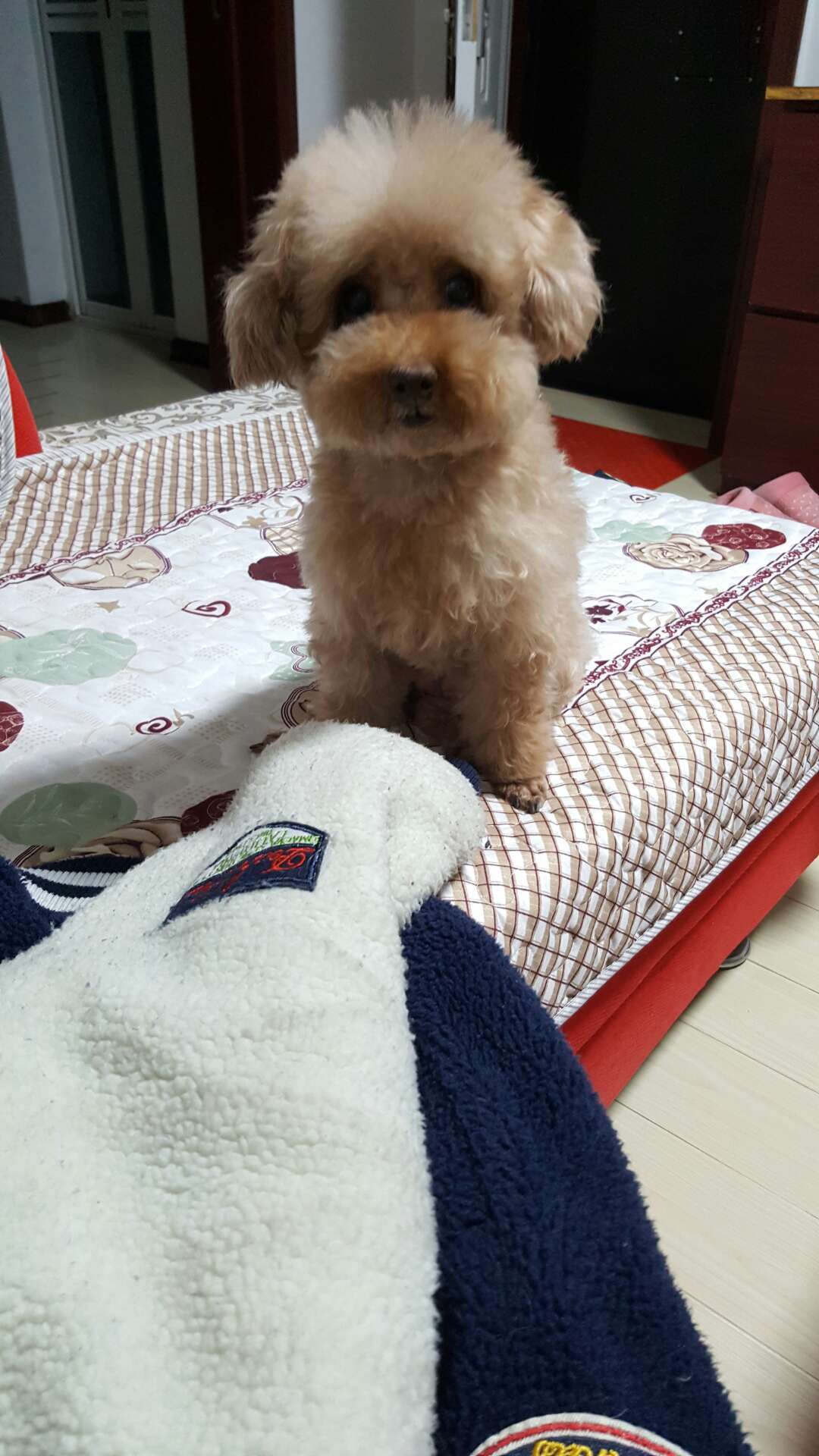 养狗新手小白应该养什么狗,盘点养狗小白必屯的十种物品