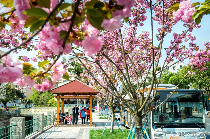 成都看日本樱花,日本哪个区看樱花最好