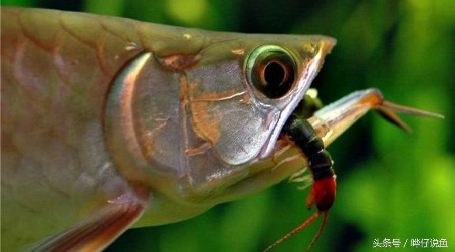 适合小鱼缸饲养的观赏鱼,观赏鱼小型怎么选鱼好养