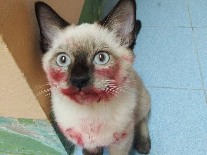 暹罗猫咬主人吗,暹罗猫为什么咬新主人