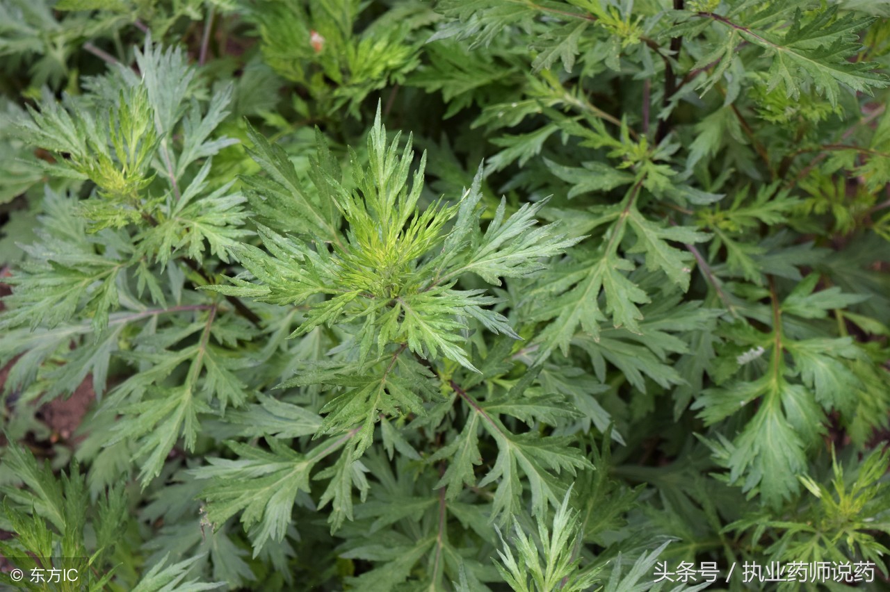 艾草是治疗月经不调最好的药，也是道养生小菜，但注意用错会中毒