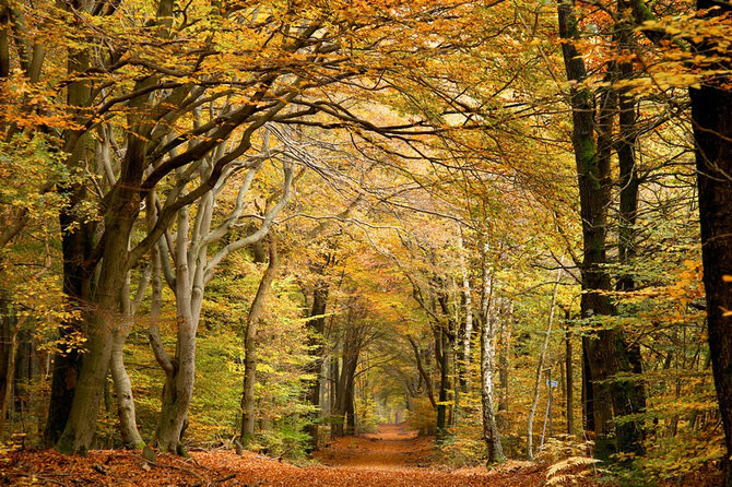 绝美林荫,绝美林荫道创意图片