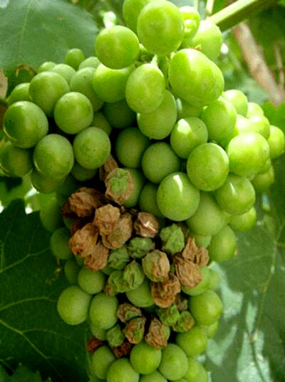 葡萄病害识别,葡萄开花结果要喷什么农药