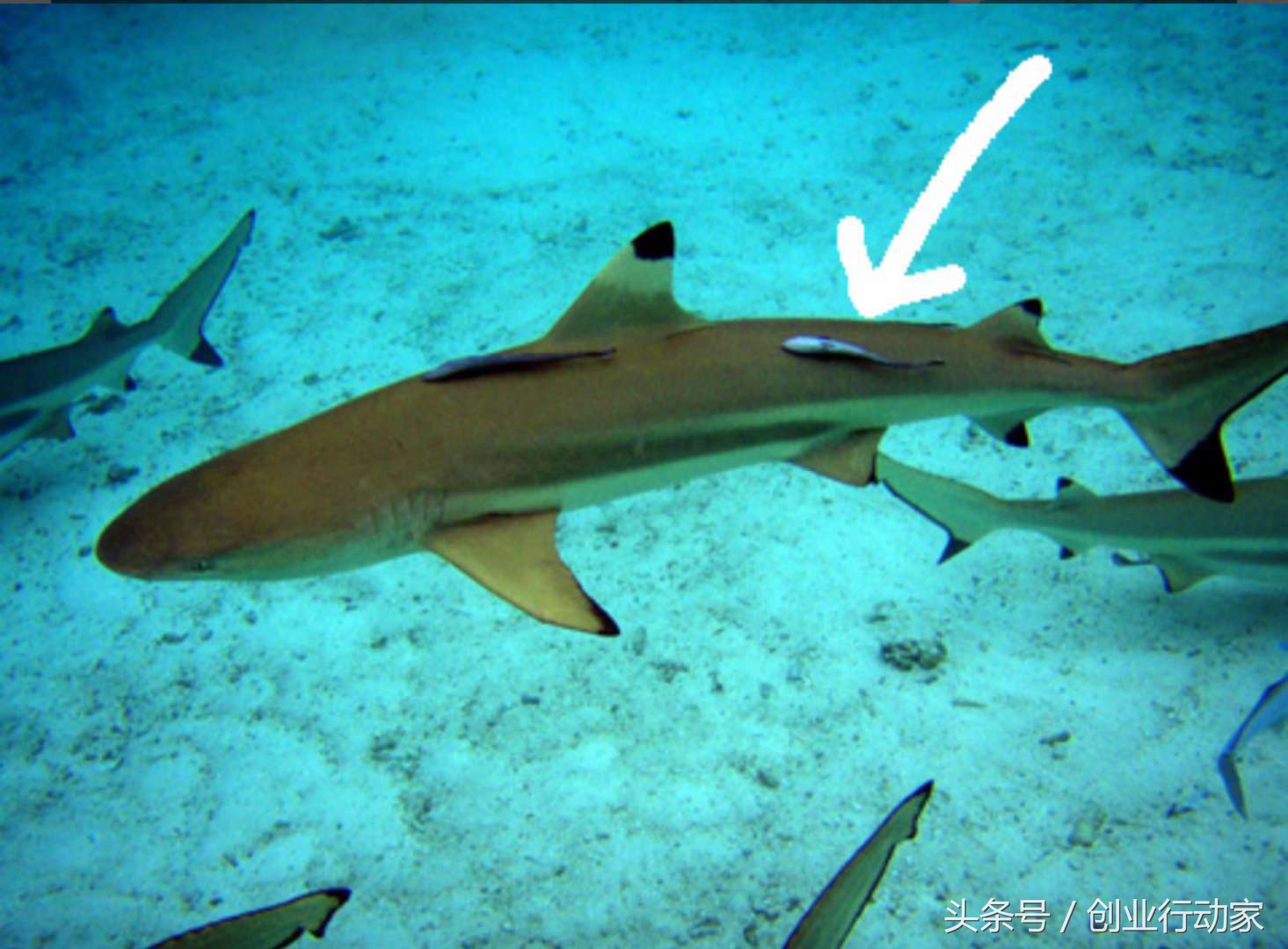 互联网未来的创业机会,现在互联网创业还有哪些机会