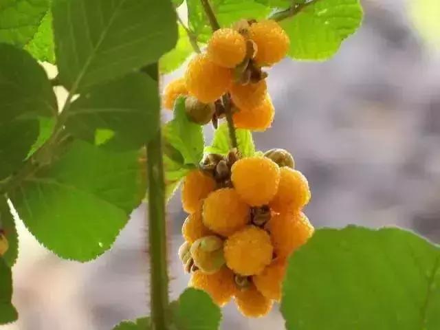 鏅幢鍚冭姃鏋滅殑瀛h妭,鏅幢鍚冭姳瀛h妭