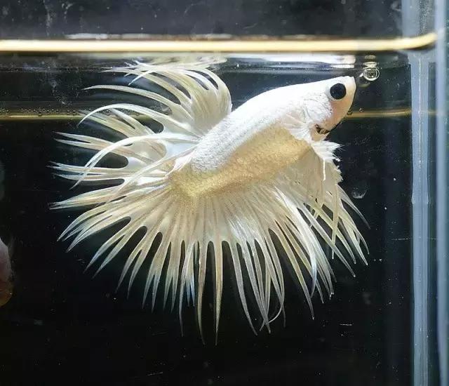 有哪些斗鱼天性好斗,斗鱼自恋狂