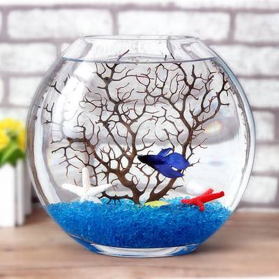 有哪些斗鱼天性好斗,斗鱼自恋狂