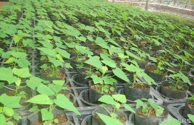 安康白河木瓜种植,安康白河木瓜种植面积