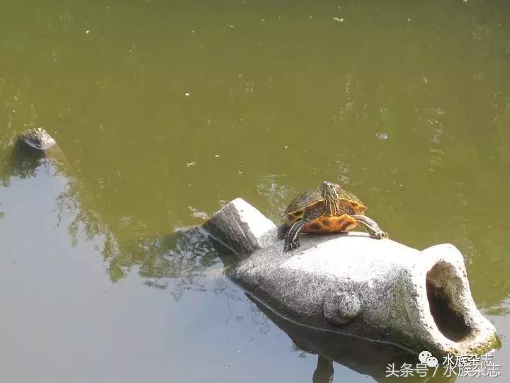 鱼缸里的龟,鱼缸里面的龟晒台
