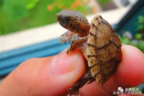 鱼缸里的龟,鱼缸里面的龟晒台