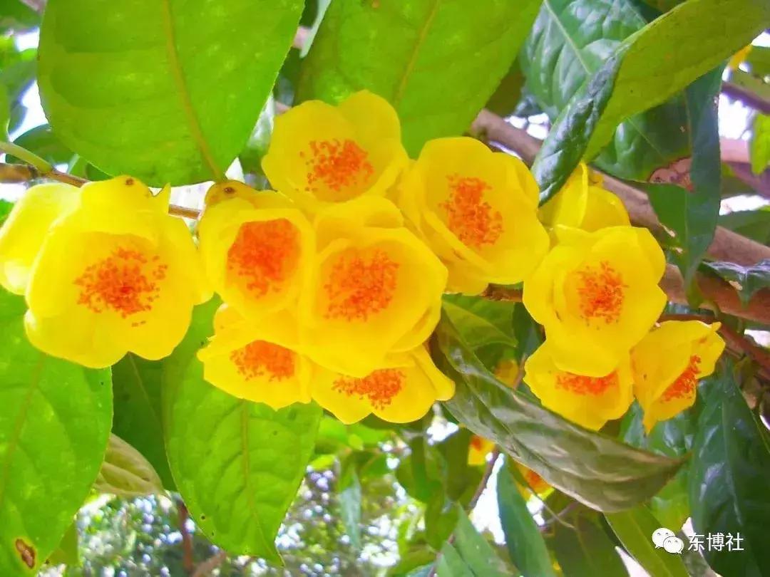 去扶绥旅游,扶绥游玩的地方推荐