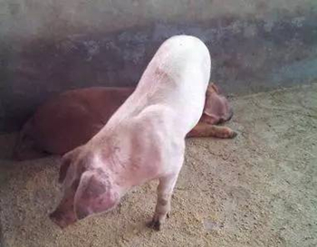 让猪不叫的方法,僵猪脱僵最快方法