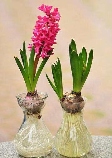 三种最适合懒人的盆栽植物,适合在家用小盆栽的会开花的植物