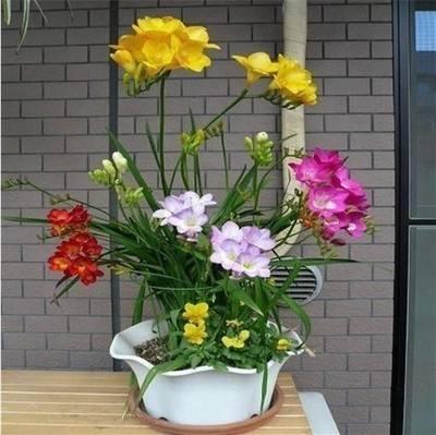 三种最适合懒人的盆栽植物,适合在家用小盆栽的会开花的植物