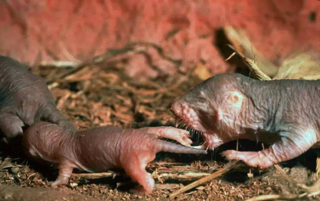 裸鼹鼠不衰老为什么会死,裸鼹鼠一生不得病吗