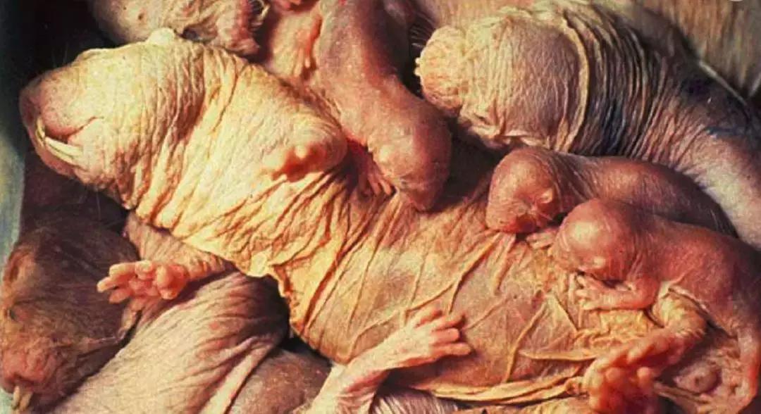 自愈能力最强的哺乳动物,唯一不会得癌症的哺乳动物