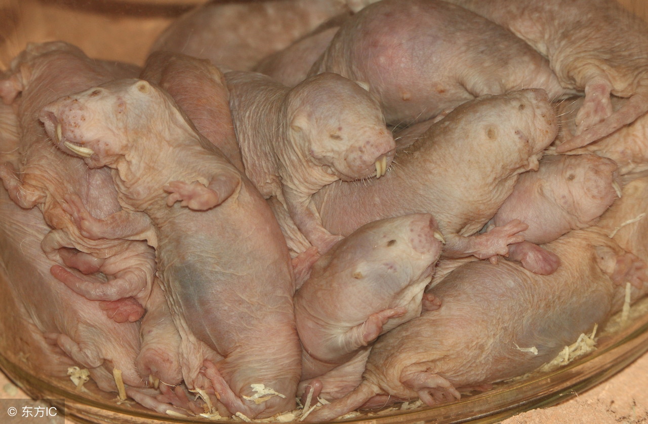 裸鼹鼠不衰老为什么会死,裸鼹鼠一生不得病吗