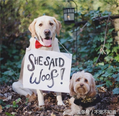 狗狗假孕的原因，这下终于整明白了！！