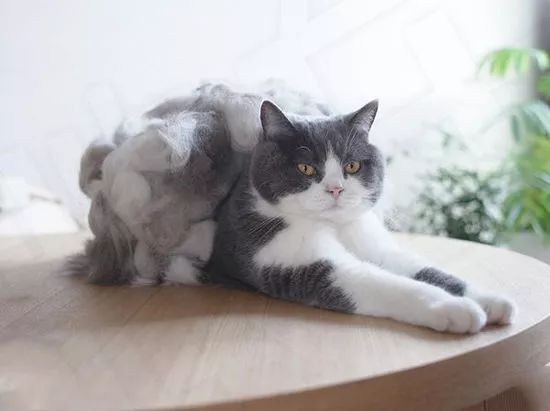 养猫铲屎官注意事项,铲屎官爱猫的三种境界