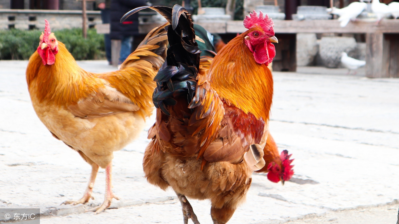 鸡怎样养肉质好,鸡怎么养才长得快视频