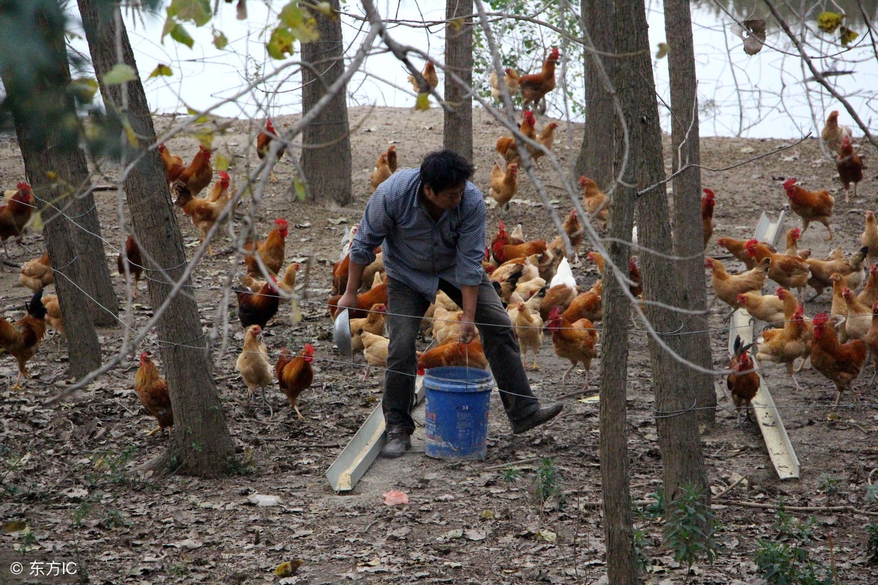 在农村干什么赚钱要投资少风险,在农村想做点小生意干什么最好