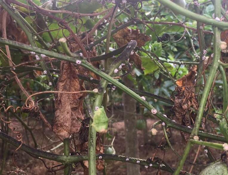 百香果病毒病的症状图片,百香果病毒病图谱及防治