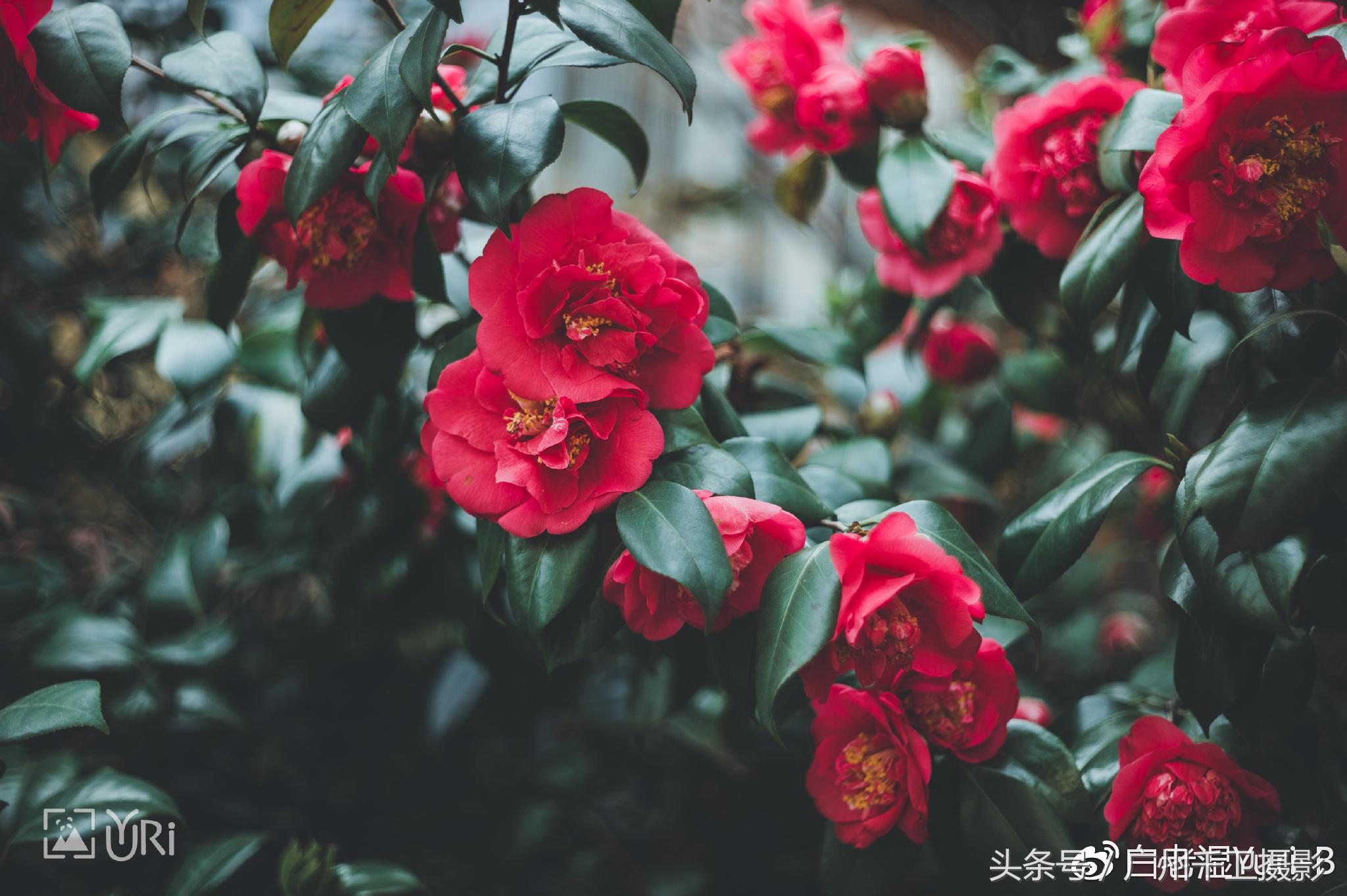 施耐德schneider德国原厂,施耐德schneider走珠笔