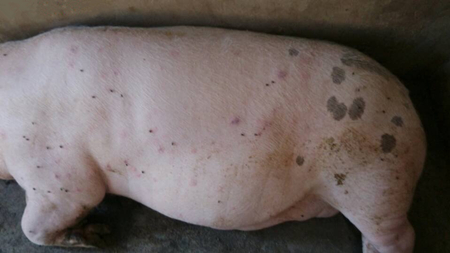 母猪发烧不退烧抽搐怎么办,母猪不食发烧粪便干燥