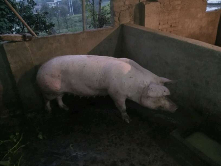 母猪发烧不退烧抽搐怎么办,母猪不食发烧粪便干燥