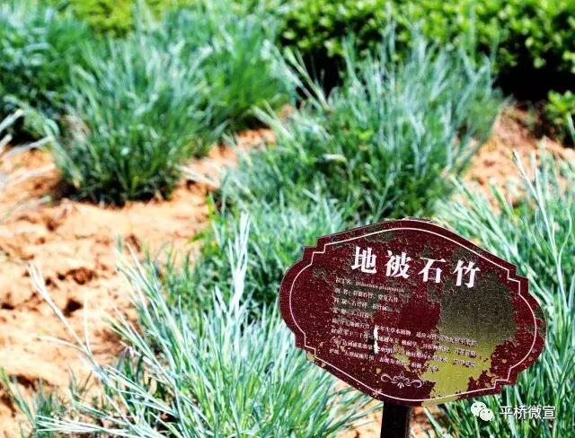 平桥美丽乡村,平桥区漂亮乡村