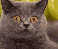 这条裙子很漂亮,这条裙子看起来很漂亮