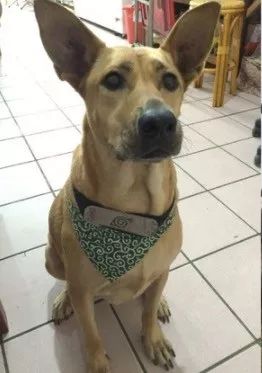 偷看客人吃东西被发现,阿汪秒变无辜脸:我来陪爸爸买酱油的...