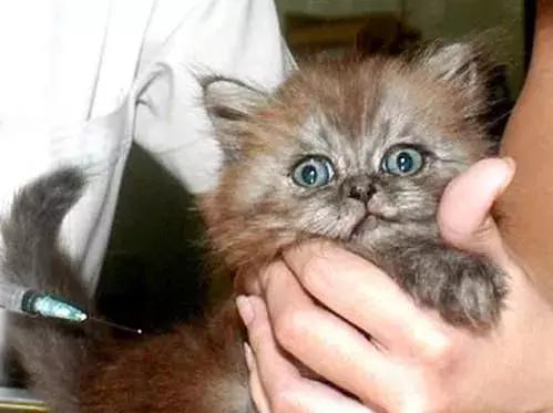 养猫人需要什么,养猫人需要学习的书籍