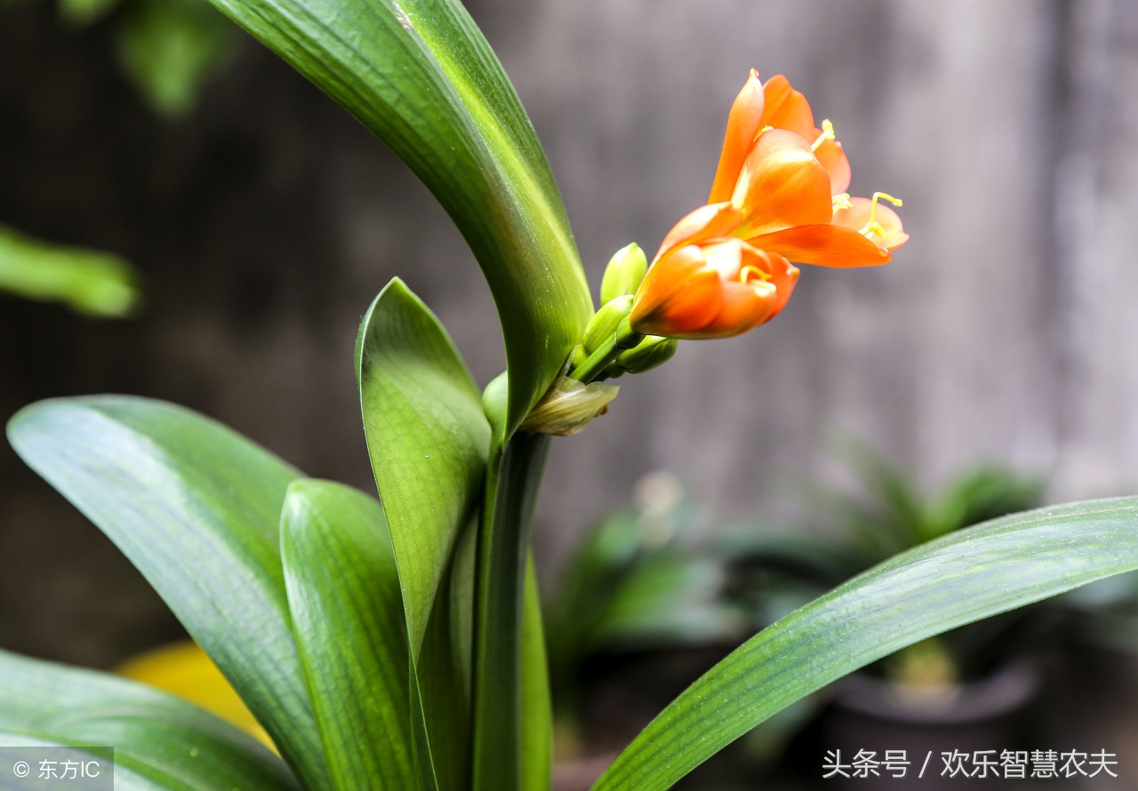 花卉市场买盆栽避坑,购买盆栽注意什么细节