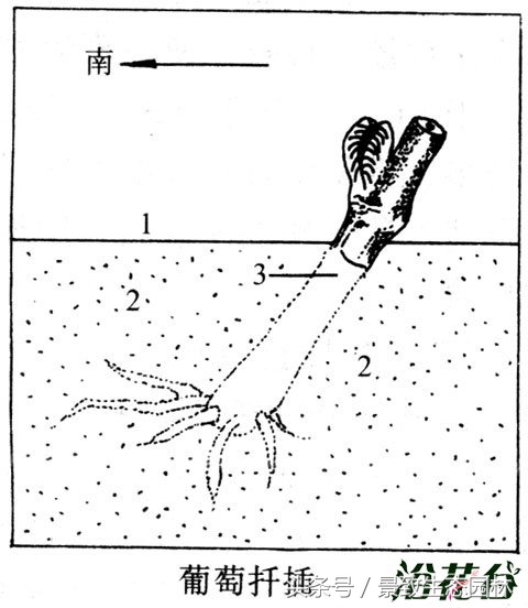 苗木花卉快繁育苗技术合作,最全苗木花卉快速育苗繁殖技术