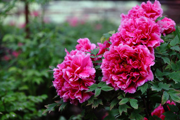 牡丹花的花语和象征的寓意是什么,牡丹花的寓意与花语是什么呢