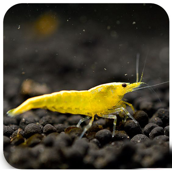 观赏虾和观赏鱼哪个好养一些,观赏鱼养多了好吗