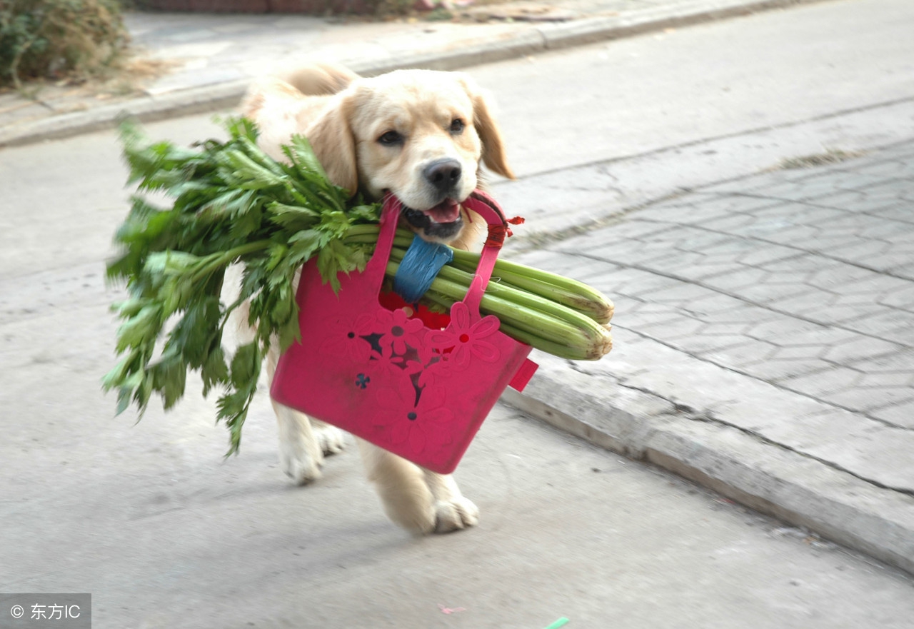 泰迪狗狗口臭用什么最见效,老年狗狗口臭是什么原因
