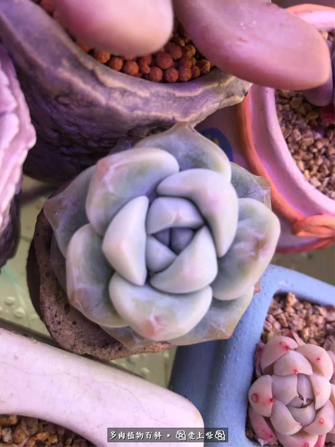 没阳光的多肉也如此迷人,不需要很多阳光的多肉