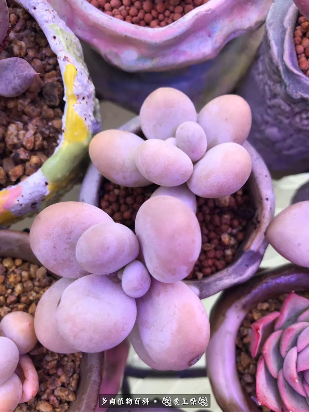 没阳光的多肉也如此迷人,不需要很多阳光的多肉